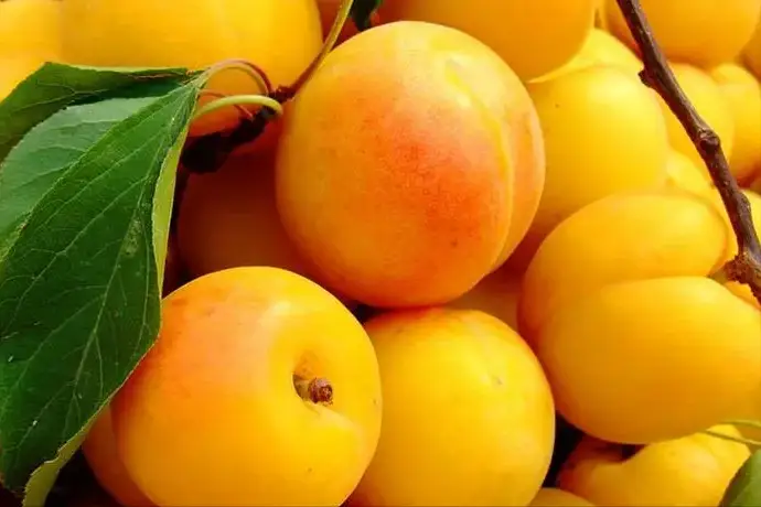 有胃炎吃水果行吗_胃炎可吃水果_胃炎的人能吃什么水果