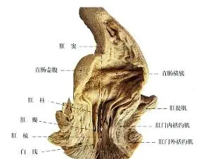 松弛括约肌的锻炼方法_松弛括约肌外用药_括约肌松弛