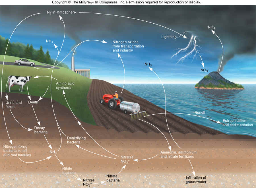趣谈生态系统_生态ecological_生态系统ecosystem怎么读?