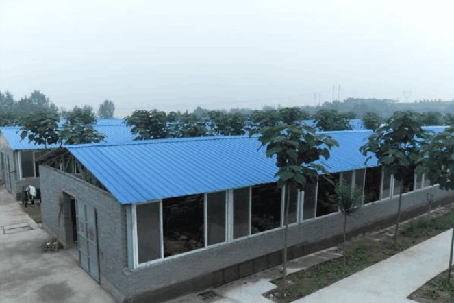 中国最大的养羊基地_大型养羊基地殖场图片_基地养羊大中国人能养吗