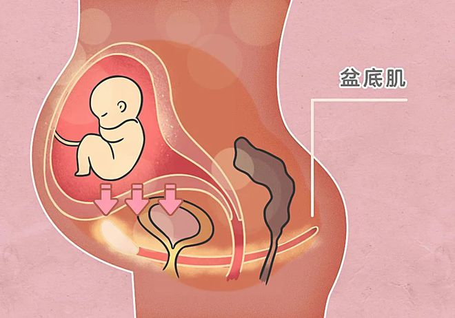 肛门垂脱需要手术吗_肛肠脱垂肛门失禁_肛门脱垂严重的会怎样