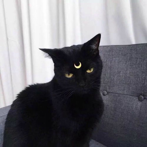 安卓系统黑色猫咪图标,揭秘安卓系统中的神秘看图软件”