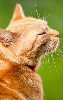 猫咪照片安卓系统下载,从照片到安卓系统下载的猫咪之旅